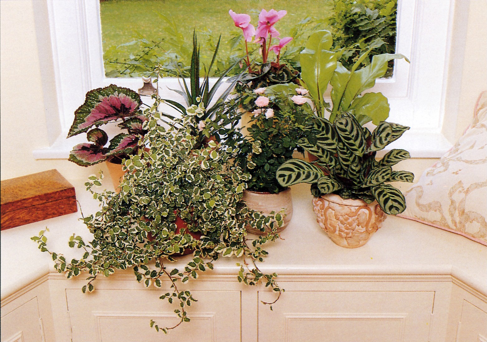 豊富な植物メニュー