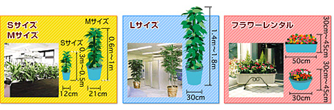植物のサイズ