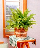 料金表